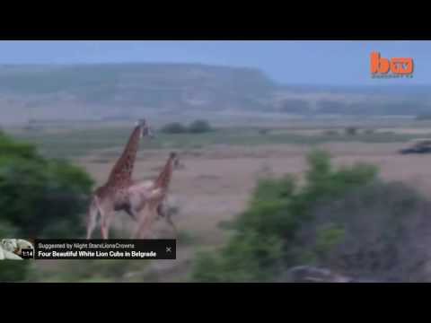 Lone Lioness Kills Giraffe in Seconds (rights go to bTV)