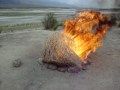 Setting a BIG tumbleweed on fire