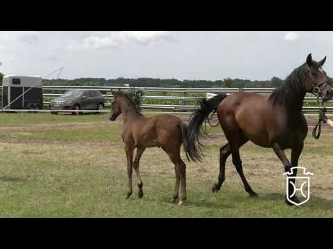 RD024 Hengstfohlen von Diarado - Cormint - Heraldik xx