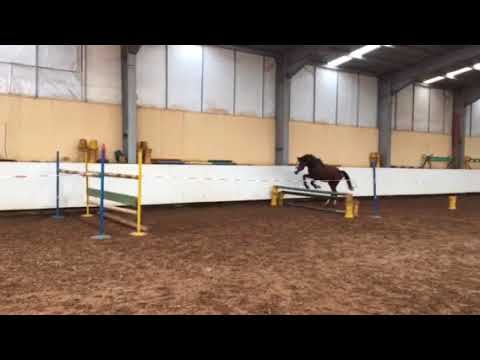 Trakehner stallion Silber Shtern by Prince Patmos x Abdullah x Almox Prints