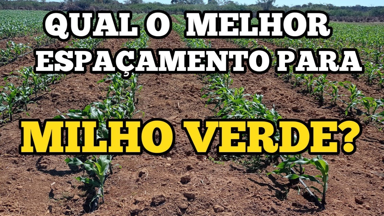 Qual o melhor ESPAÇAMENTO para sua lavoura de MILHO VERDE?