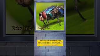 Download lagu What is the purpose of flies in this world? mp3