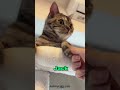 Top 10 Male Cat Names Of 2023 Cat