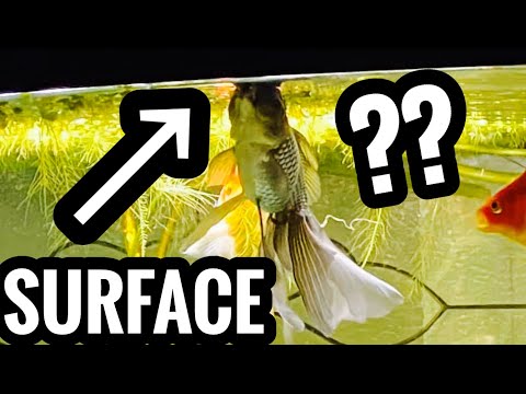 Fish are Gasping at Surface for Air? Top of the Tank
