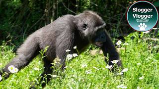 Download lagu Emotional Last Look At Afia At Bristol Zoo Before Her Move mp3