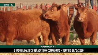 5 Vaquillonas PC Preñadas - Los Choles - Plaza Ganadera