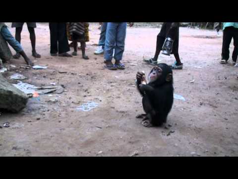 Tommy the chimpanzee in Pendembu Sierra Leone