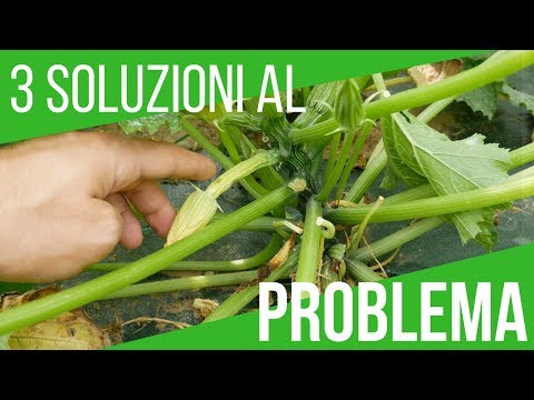 , title : 'LE ZUCCHINE DIVENTANO GIALLE E MARCISCONO: SOLUZIONE |  How to grow Italian zucchini'