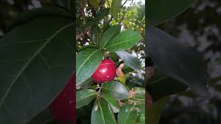 Download lagu bidara apel?#bidara#buahunik#apelmini#puisi#sajak#poetry mp3