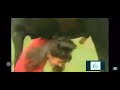 Horse Craps On Woman
