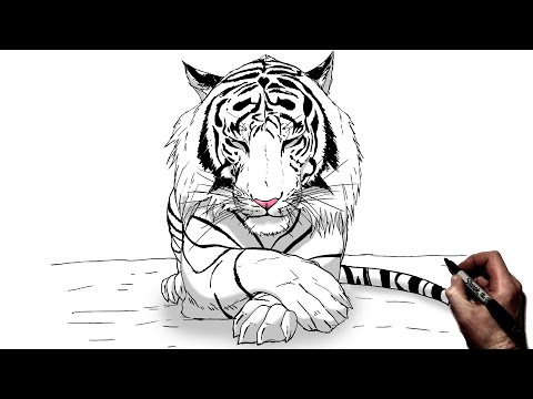 How To Draw A Sleeping Tiger | Step By Step |