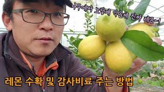 레몬나무 수확시기 잘 익은 레몬수확 및 감사비료와 주는 방법과 이유
