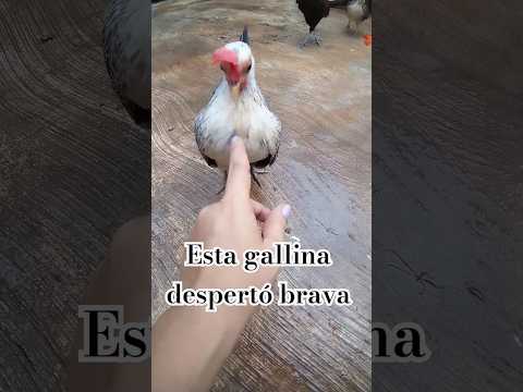 Esta gallina despertó brava 🔥 #shorts #chicken #gallinas #kikirikis #funny #pets #like #jardin #fyp
