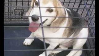 Girl Scout Gold Award