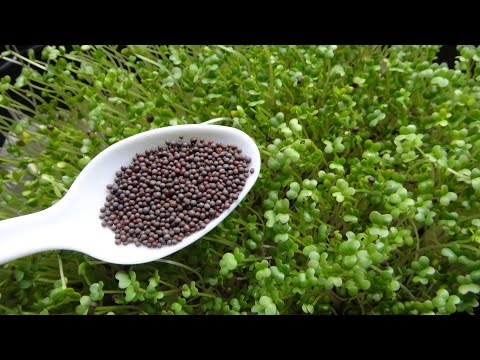 How to Grow Microgreens - Mustard Microgreens Two Different Methods Video