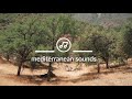 Mediterranean Sounds - Cicadas Sing On the Greek Island of Evia - Nature Recordings - Soundscape