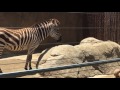 San Diego Zoo Zebra
