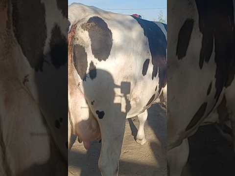 #pecuarista #youtubeviral #fazenda #agroemfocotvdigital #gado #agro #Venturosa #novilhas #vaca