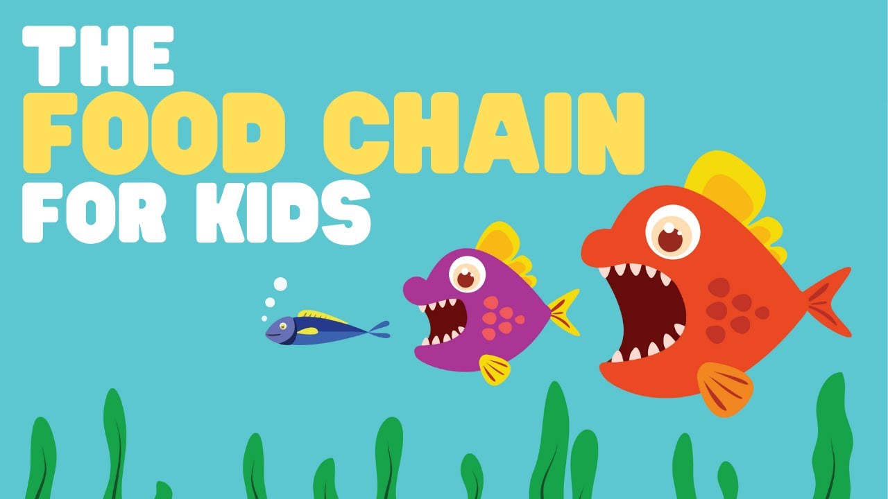 The Food Chain for Kids | What is a food chain? |  Come learn about producers, consumers and more!