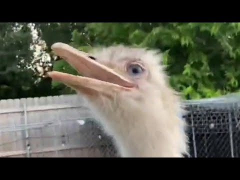 Uncle Ben uses Kevin's own method against him *very sus *