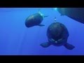 Extreme Close Up HAWAIIAN FALSE KILLER WHALES Smiling Oahu Hawaii 2015