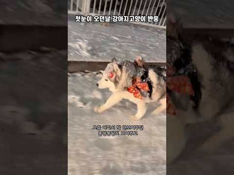 첫눈오는날 뚱땅이 부끄시끄반응