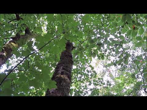 Wandern im Harz: Dicke Tannen oder hohe Fichten?