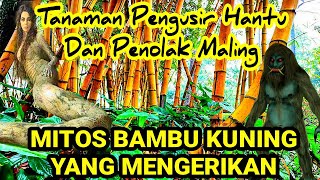 Download lagu Debunking the Myth of Yellow Bamboo, a Ghost-Repelling Plant mp3