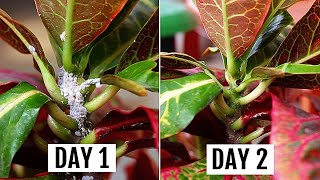 5 SIMPLEST Ways To GET Rid of Mealybugs In MINUTES!