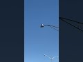 Lots Of Seagulls At Car Parking Lot But Why Shots Seagulls Crowsound