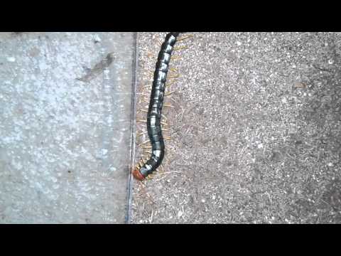 Texas Red Headed Centipede destroys Black Widow
