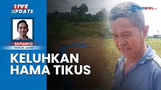 Diserang Hama Tikus, Petani Desa Pembengis Tanjab Barat Keluhkan Hasil Panen Berkurang Drastis