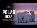 Polar Bear The Largest Carnivorous Land Mammals On Earth Hindi Infinity Stream