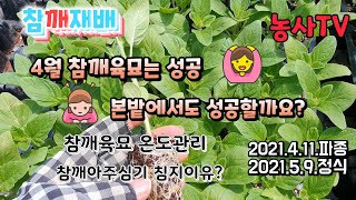 참깨재배, 2021년 4.11 파종 해서 2021년 5. 9아주심기 하였습니다.  4월 참깨 육묘시 온도관리…