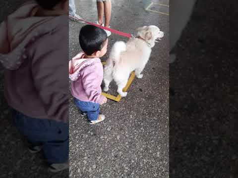 Praveer has a new found love!  #doggylove #cutenessoverload #praveer