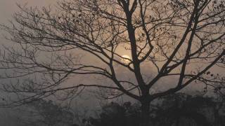 Isis - Way Through Woven Branches