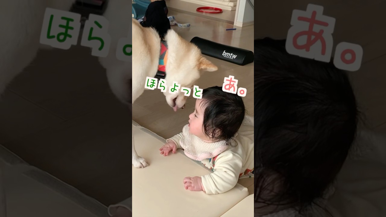 イチャイチャしてたらトドメを刺されそうに♡ 【柴犬と赤ちゃん】