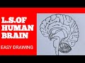 How To Draw L S Of Human Brain Easily X Science Human Brain