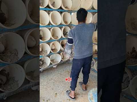 Nuôi Chim Câu Kiểu Này Nè