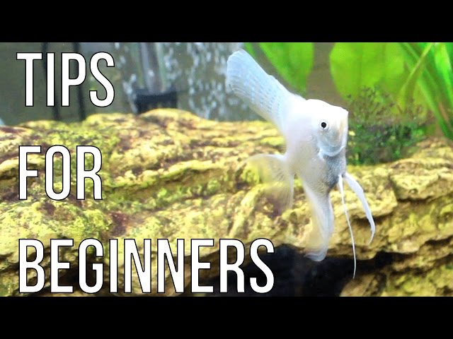 Tips and Tricks For Starting a Freshwater Aquarium [For Beginners]