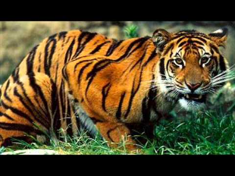 PANAMA,DANCEHALL REGGAE,REGGAETON,GUANACO