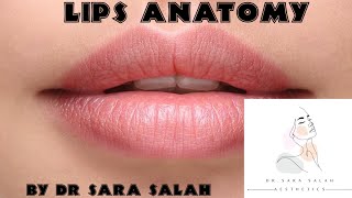 The lips part 1 ( lips anatomy)