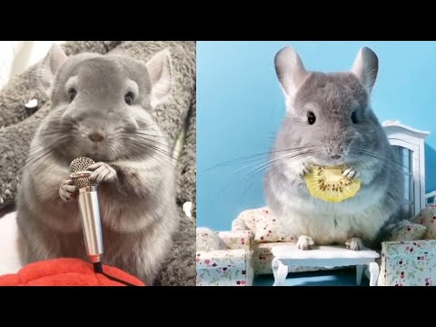 Animaux mignons| compilation vidéo des animaux les plus mignons et les plus drôles de l'enfance