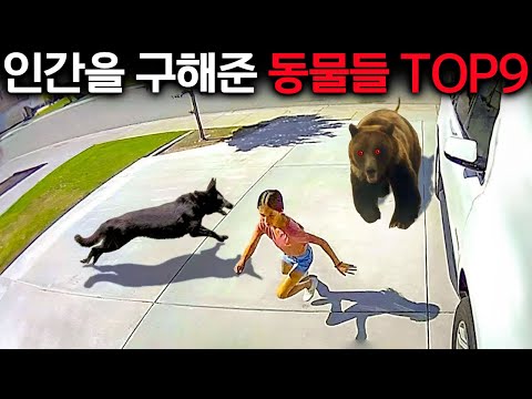 소녀를 구한 강아지는 우리 마음속에 영원히 기억될 것입니다