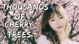 Download lagu Kurousa-P [黒うさP]: Senbonzakura [千本桜] | Piano Cover mp3