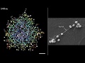 Newswise: Celldance Videos Intrigue Viewers at 2017 ASCB|EMBO Meeting with Stories of How Pathogens Invade; How Cells Navigate