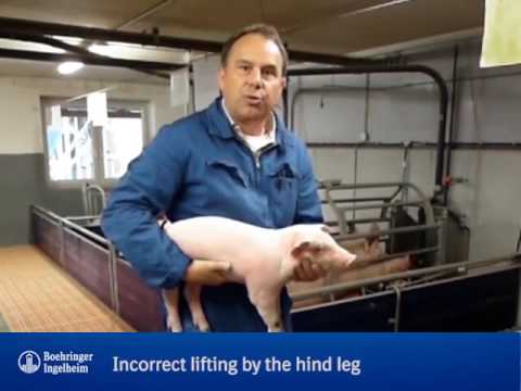 How to lift a pig in the correct way