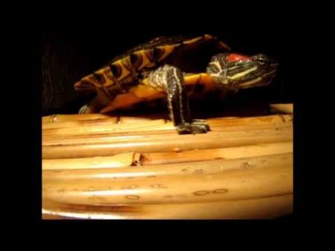 Tartaruga dá um giro pra trás depois de comer.