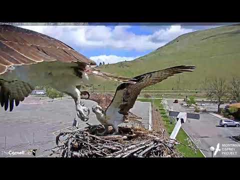 Male attempts to mate with Iris, 5/3/20 - Hellgate osprey nest