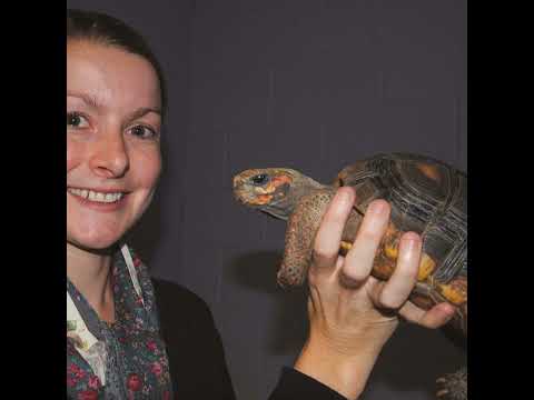Cold-blooded Cognition and Conservation with Dr. Anna Wilkinson